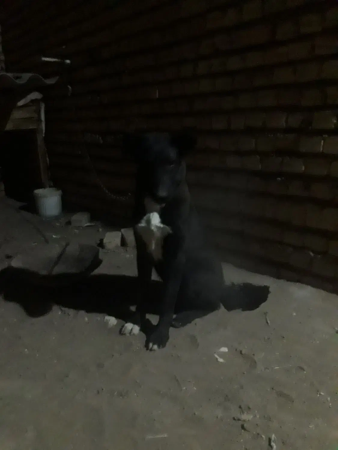 توله ۷ ماهه قهدریجانی|سگ|کاشان, شهرک خاتم الانبیا (مسکن ملی کاشان)|دیوار