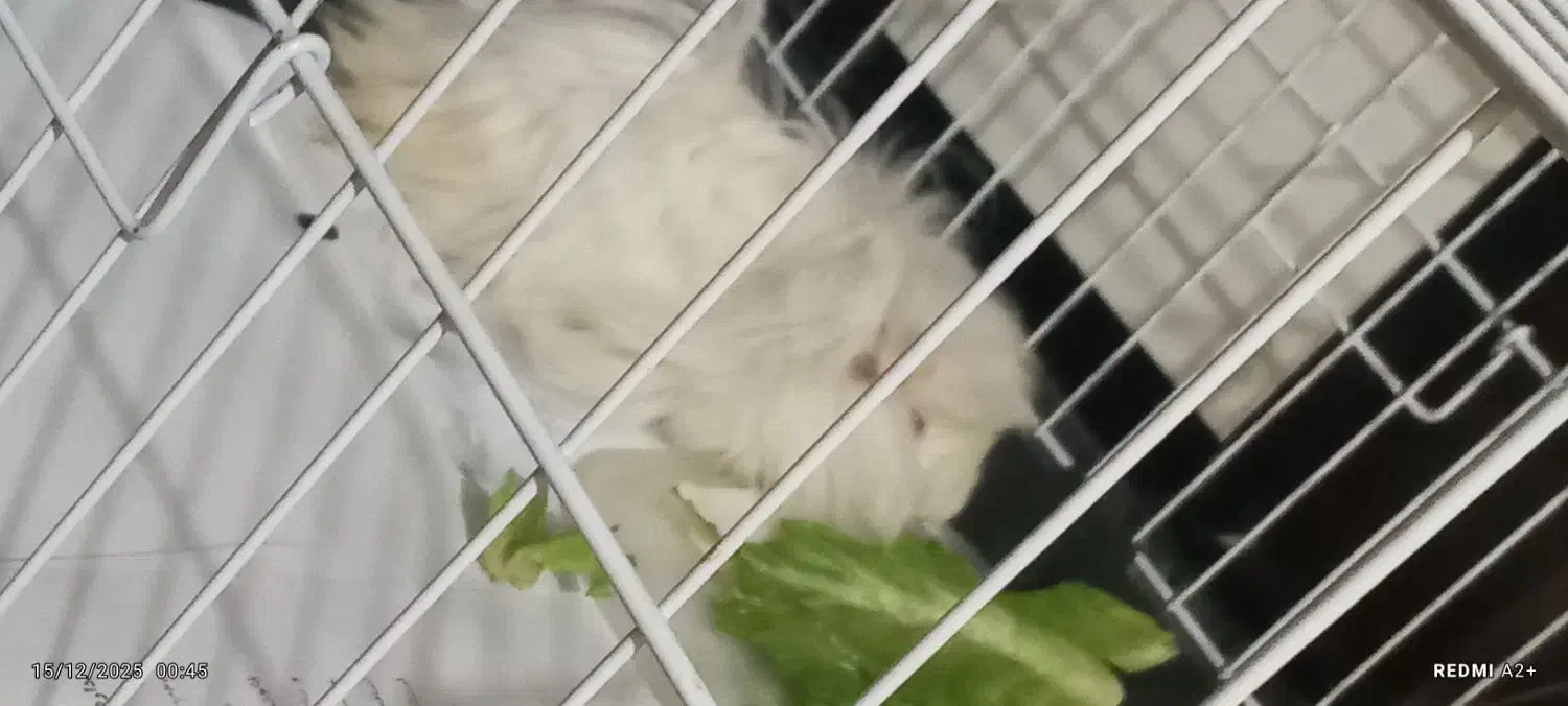 خوکچه هندی|موش و خرگوش|اهواز, کمپلو جنوبی|دیوار