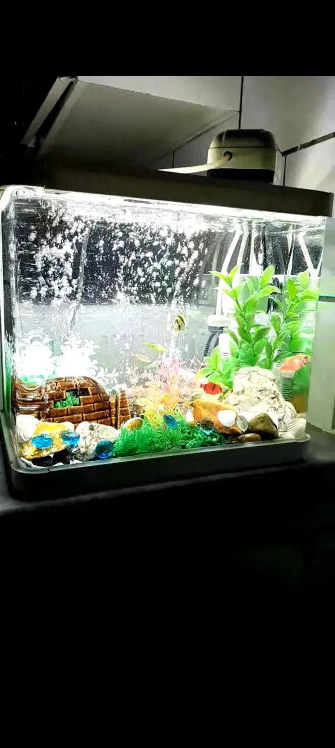 اکواریوم شرکتی|ماهی|سنندج, |دیوار