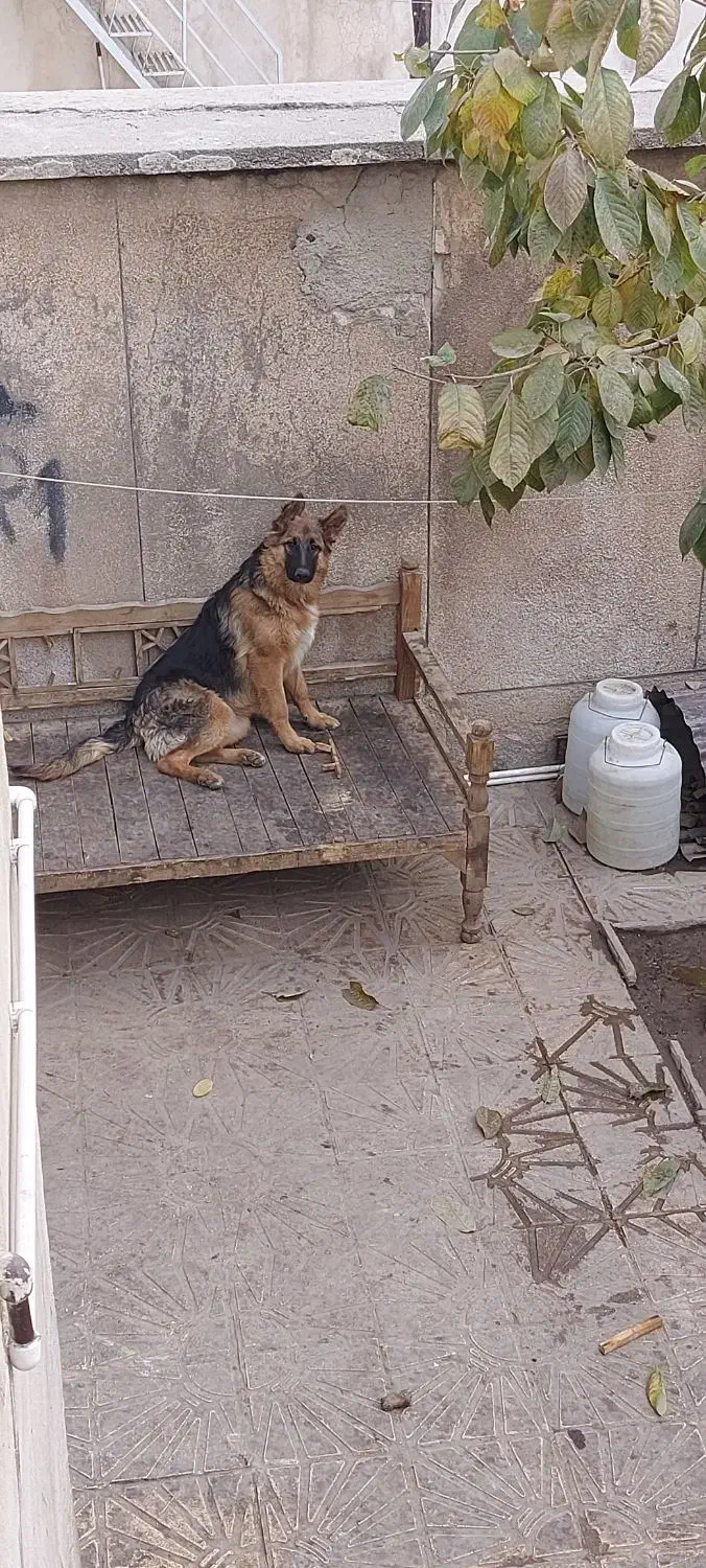 توله ژرمن شولاین ماده|سگ|شهریار, شهرک شاهد|دیوار