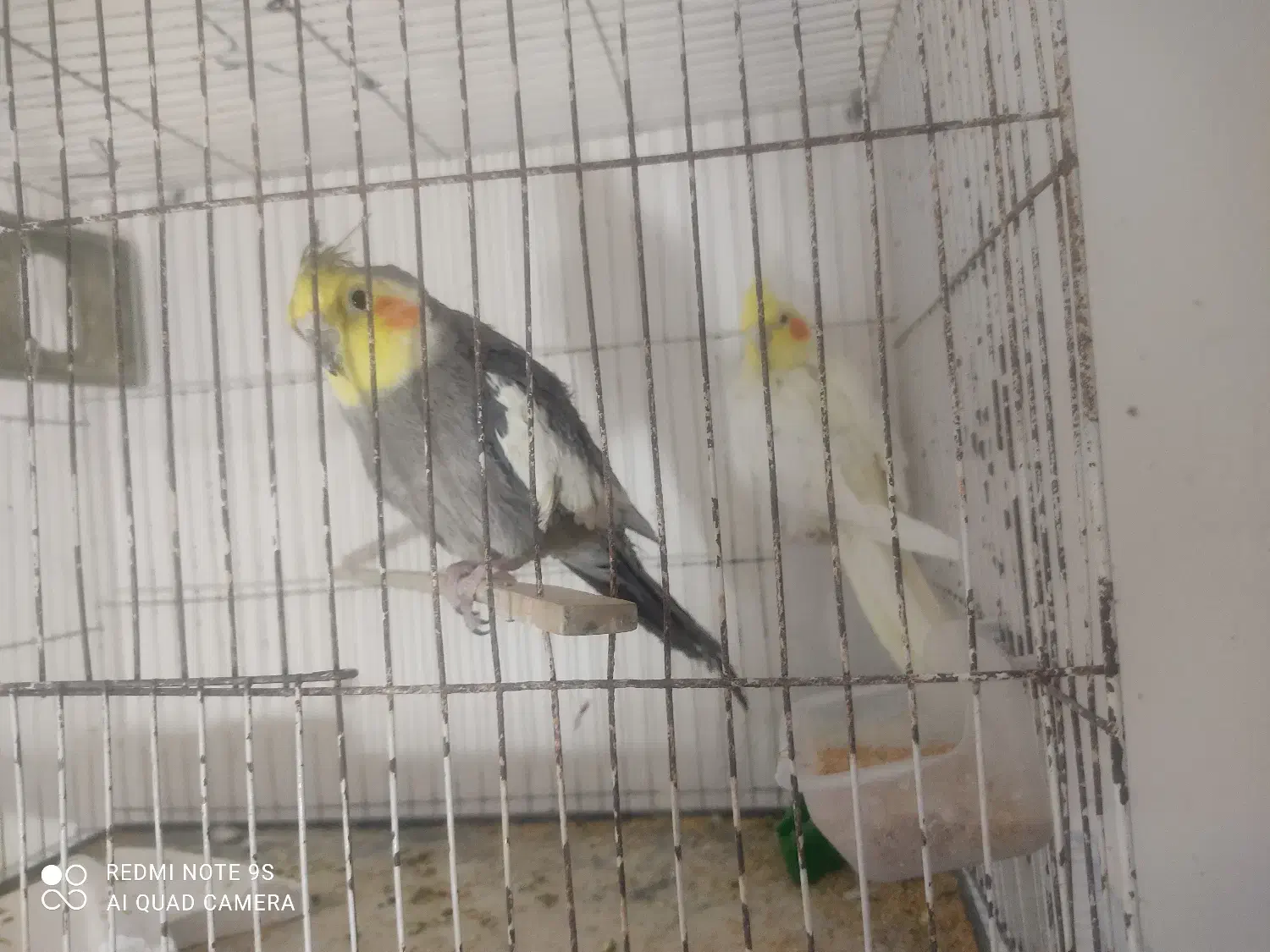 عروس هلندی لوتینو|پرنده|زاهدان, |دیوار