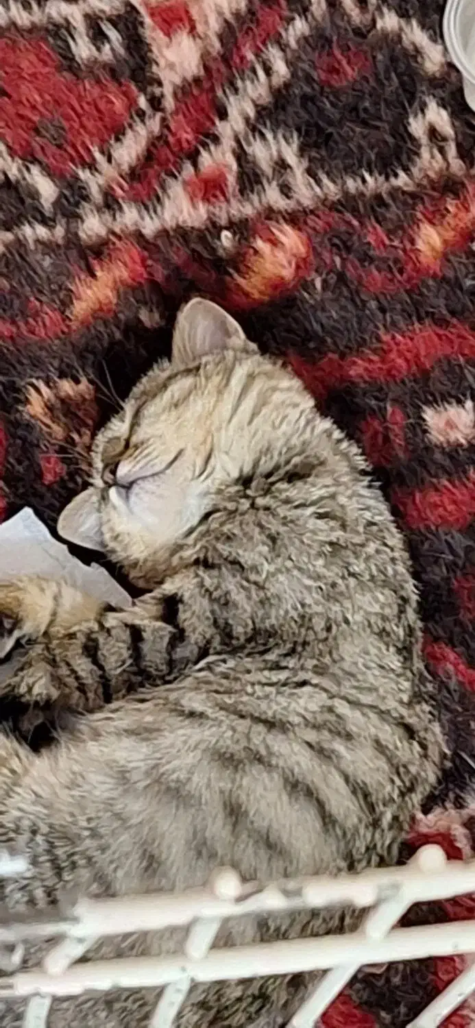 واگذاری|گربه|یاسوج, |دیوار