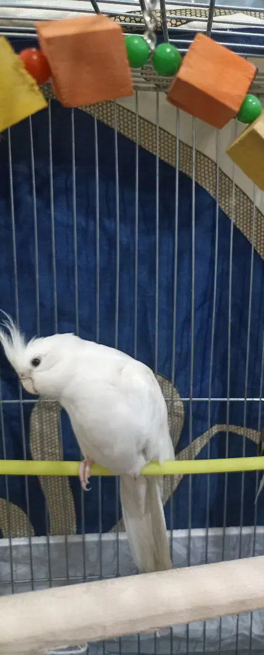 عروس هلندی نر آلبینو|پرنده|ملایر, |دیوار