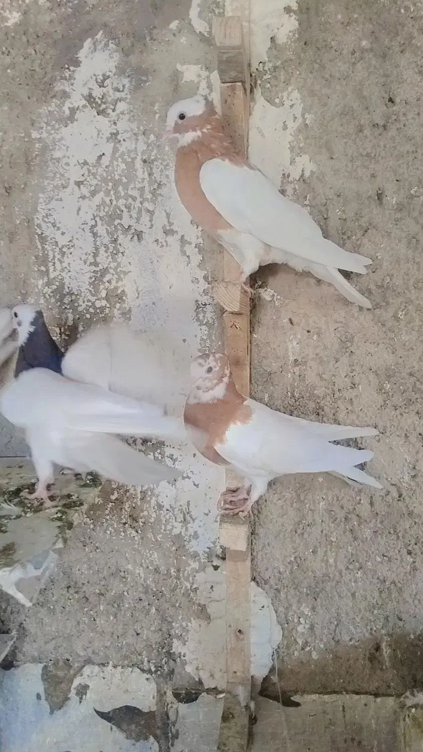 طوقی طوق سرخ طوق زرد طوق سرکه ای طوق سیاه کله|پرنده|شیراز, کوشک میدان|دیوار