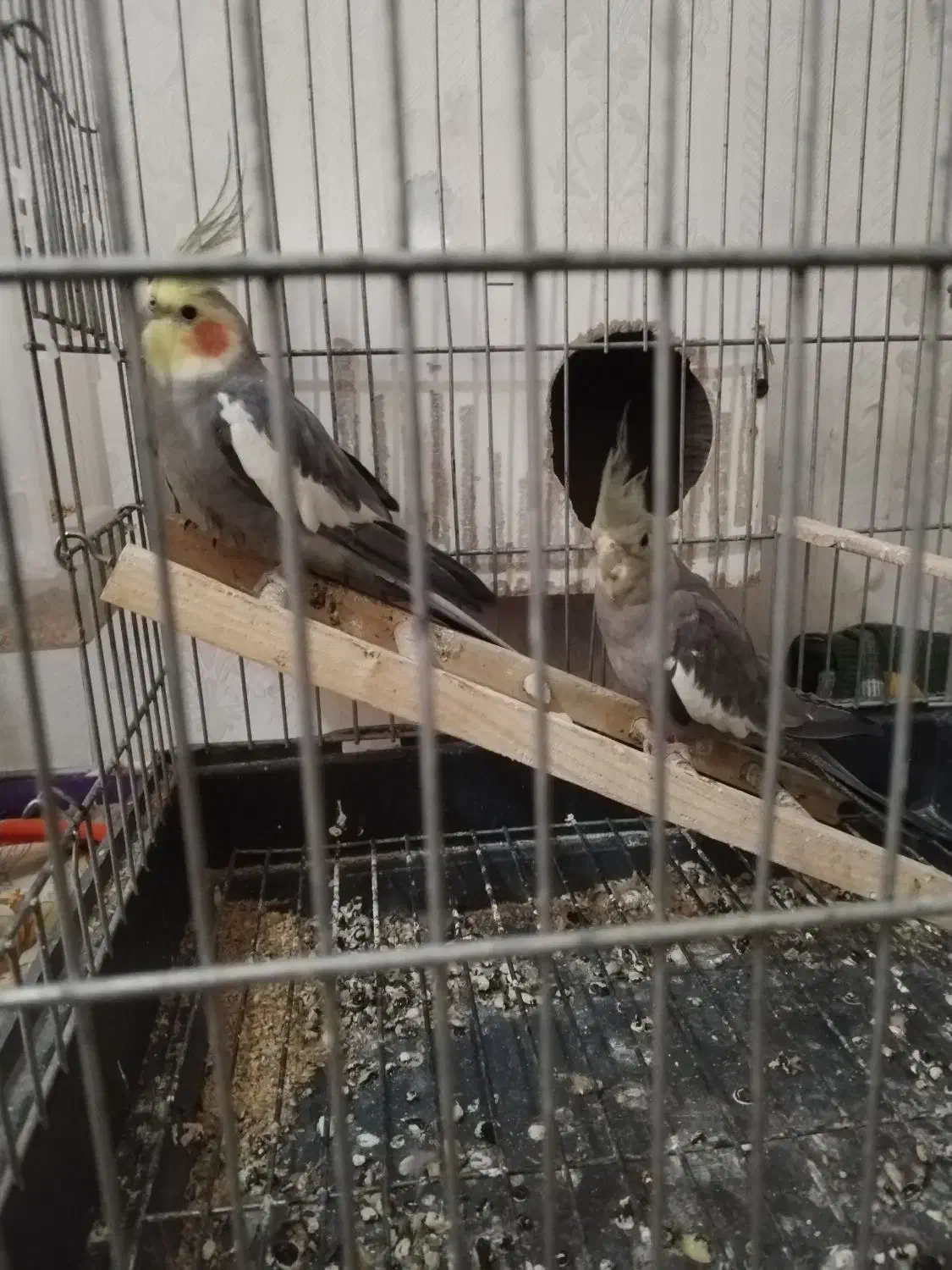 جفت عروس هلندی|پرنده|مشهد, رده|دیوار