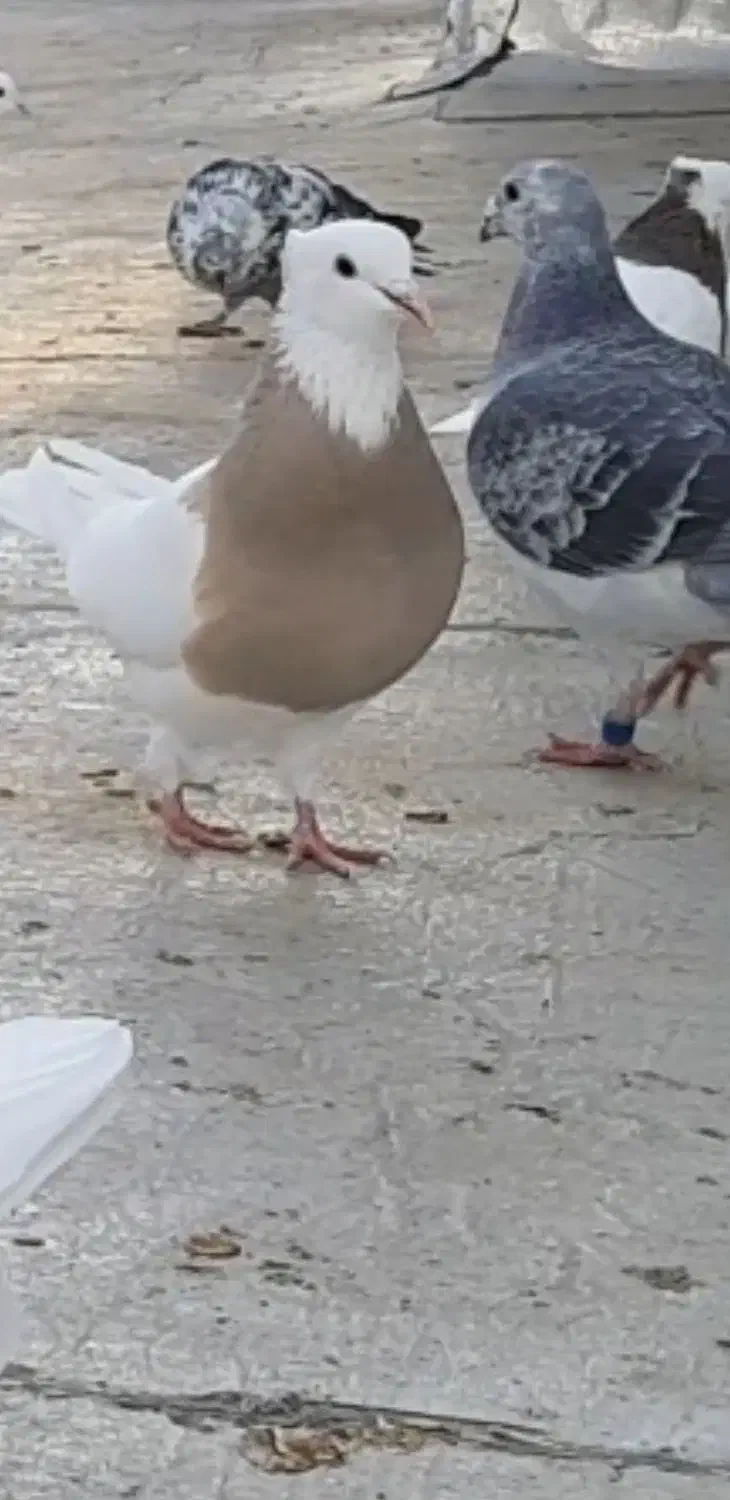 کبوتر طوقی|پرنده|دهگلان, |دیوار