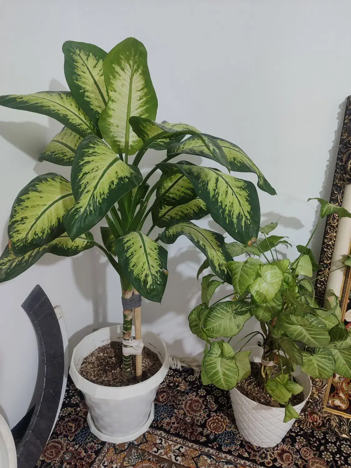 گل طبیعی آپارتمانی|گل و گیاه طبیعی|گلبهار, شهر جدید گلبهار|دیوار