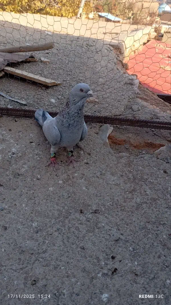 سه تا کبوتر پرشی|پرنده|اسفراین, |دیوار