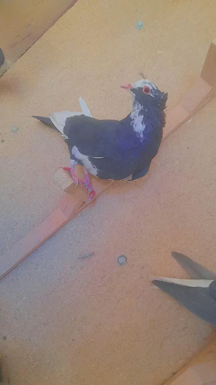 نر پلنگ|پرنده|رفسنجان, |دیوار