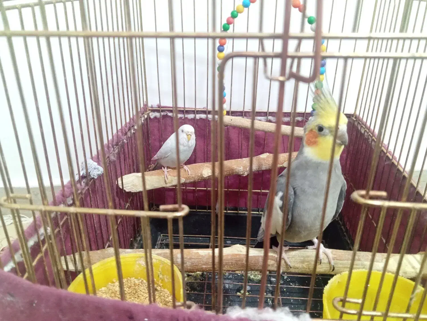 عروس هلندی سخنگو باهوش|پرنده|هشتگرد, شهرک فرهنگیان|دیوار