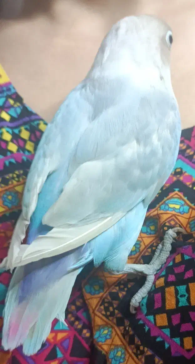 جفت نر و ماده مارال یاسی|پرنده|تهران, عبدل‌آباد|دیوار