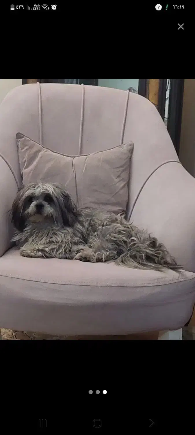 سگ گمشده|حیوانات|سهند, |دیوار