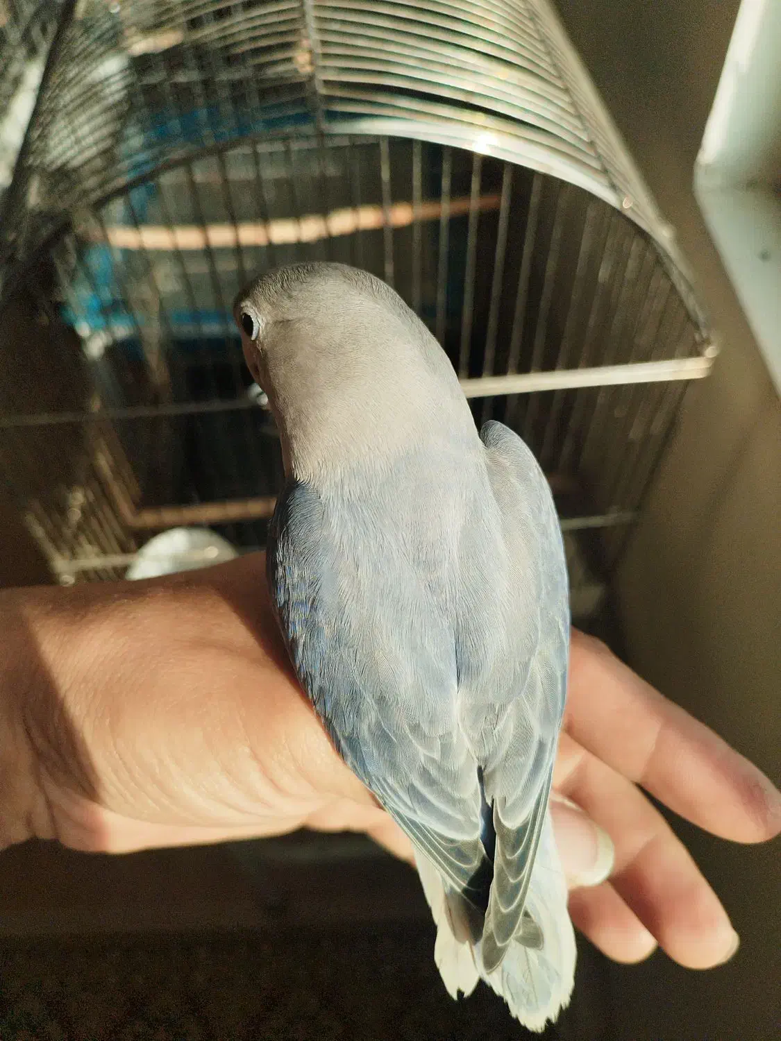 طوطی برزیلی دستی|پرنده|شهریار, شهریار|دیوار