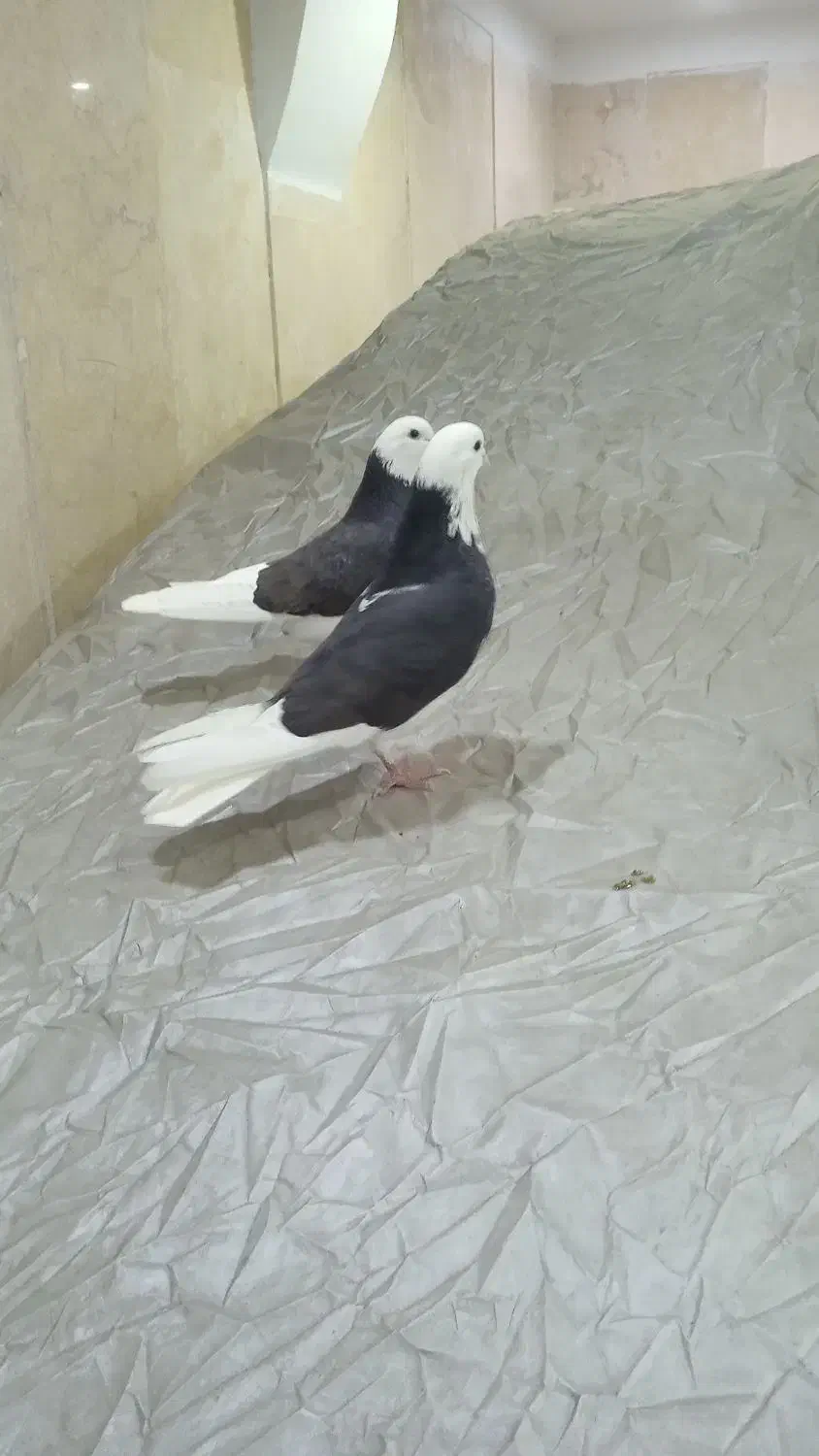 یک جفت کفتر دهن جور ابلغ سیاه تیکه پاره آس پرشی|پرنده|تهران, والفجر (افسریه)|دیوار