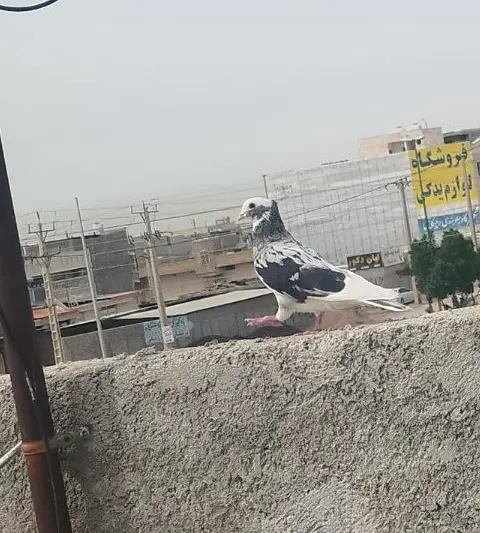 کفتر|پرنده|بندر امام خمینی, |دیوار