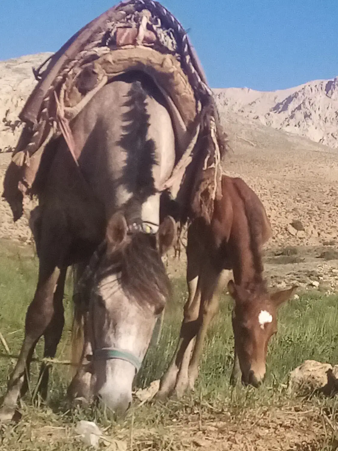 اسب مادیان|اسب و تجهیزات اسبسواری|گرگان, |دیوار