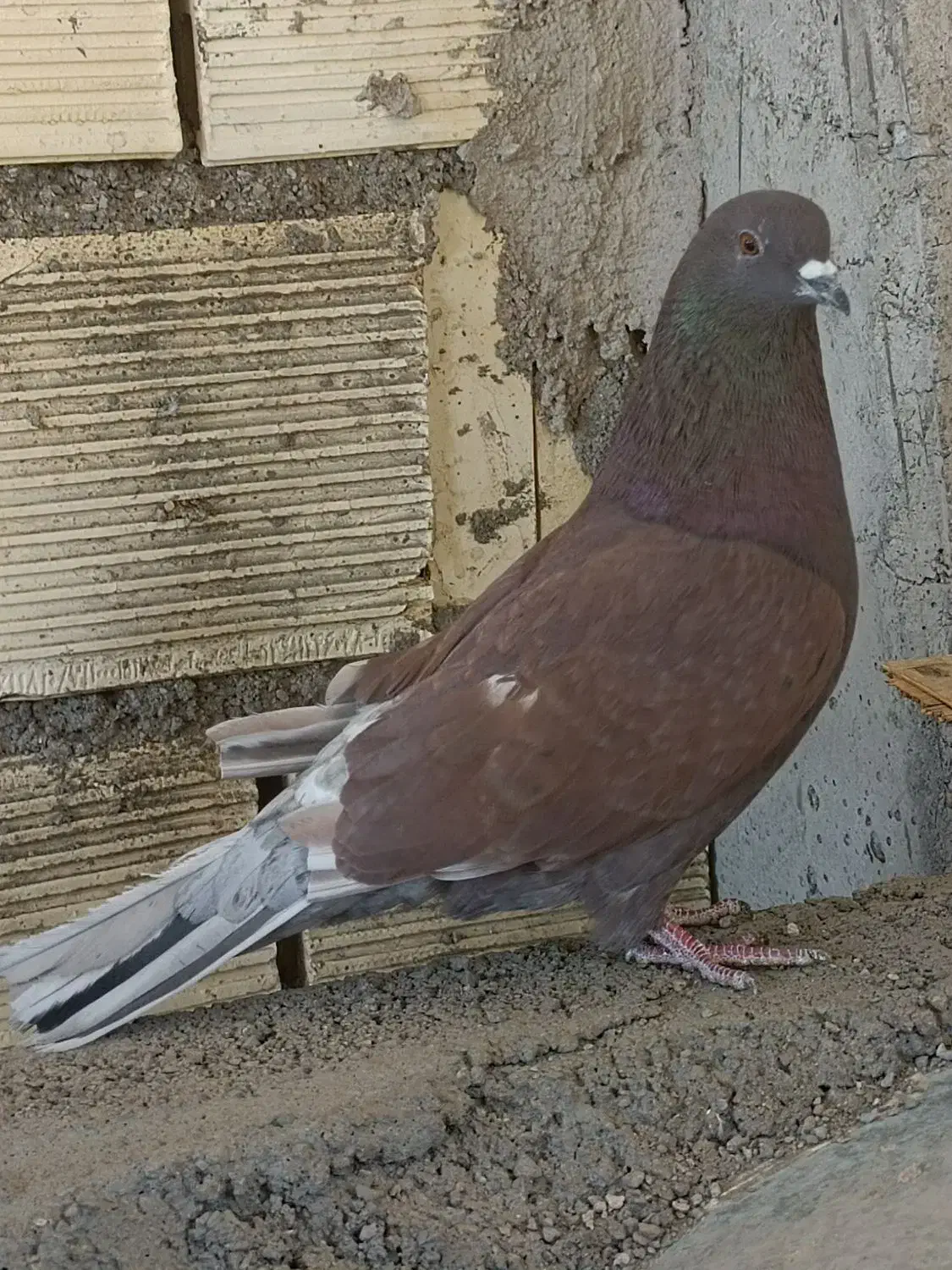 کبوتر شمرونی|پرنده|برخوار, |دیوار