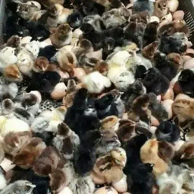 جوجه گلپایگانی|حیوانات مزرعه|قائمشهر, |دیوار