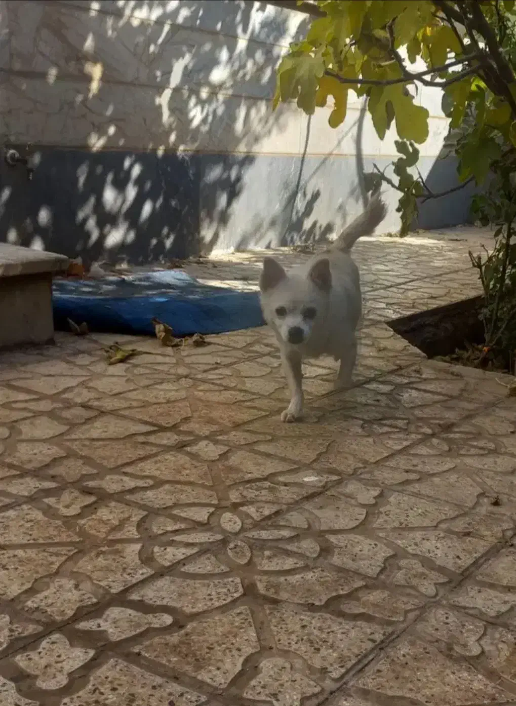 سگ پاکوتاه|سگ|خرمدره, |دیوار