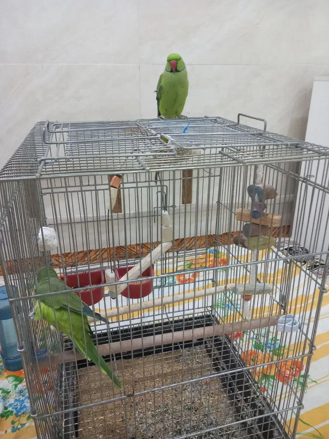 راهب و طوطی ملنگو...|پرنده|میبد, |دیوار