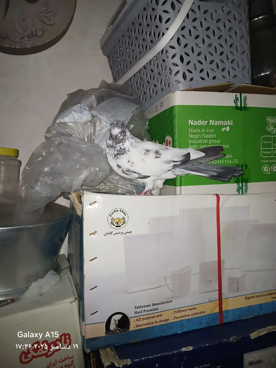 ۲عدد کبوتر بالارو|پرنده|سنندج, |دیوار