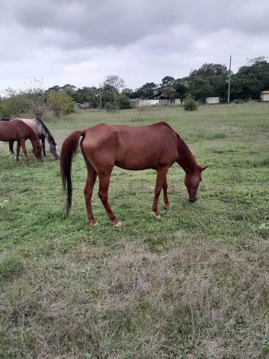 مادیان نژاد عرب|اسب و تجهیزات اسب‌سواری|دالخانی, |دیوار