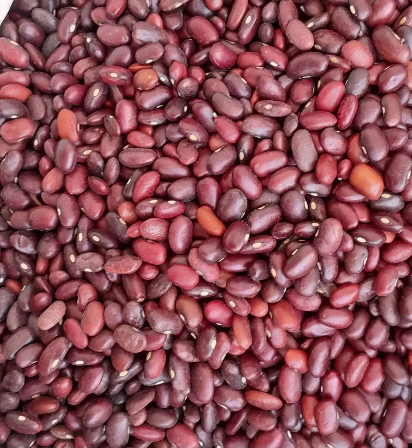 لوبیا قرمز محلی|خوردنی و آشامیدنی|اسفرورین, |دیوار