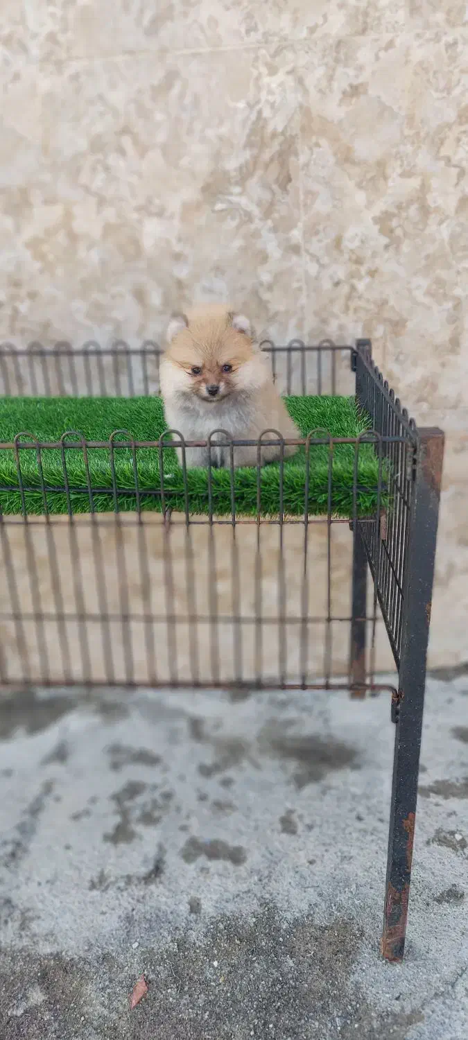 پامرانین خرسی عروسکی سایز ریز|سگ|گرگان, |دیوار