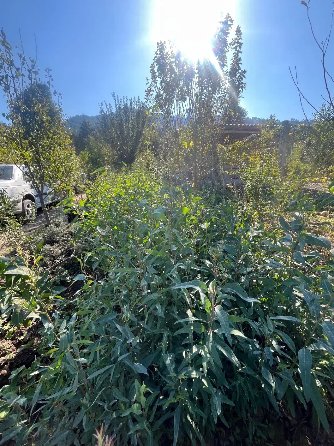 نهال اکالیپتوس|خدمات باغبانی و درختکاری|گرگان, |دیوار