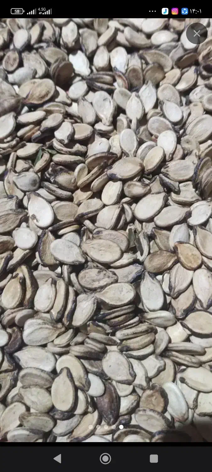 تخمه هندوانه|خوردنی و آشامیدنی|خان ببین, |دیوار