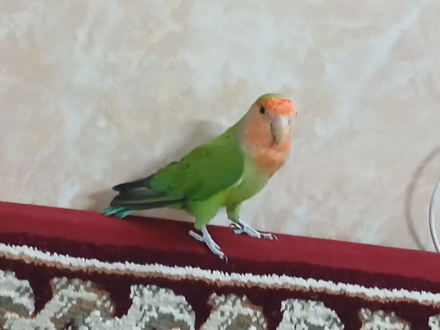 طوطی کوتوله نر|پرنده|قنوات, |دیوار