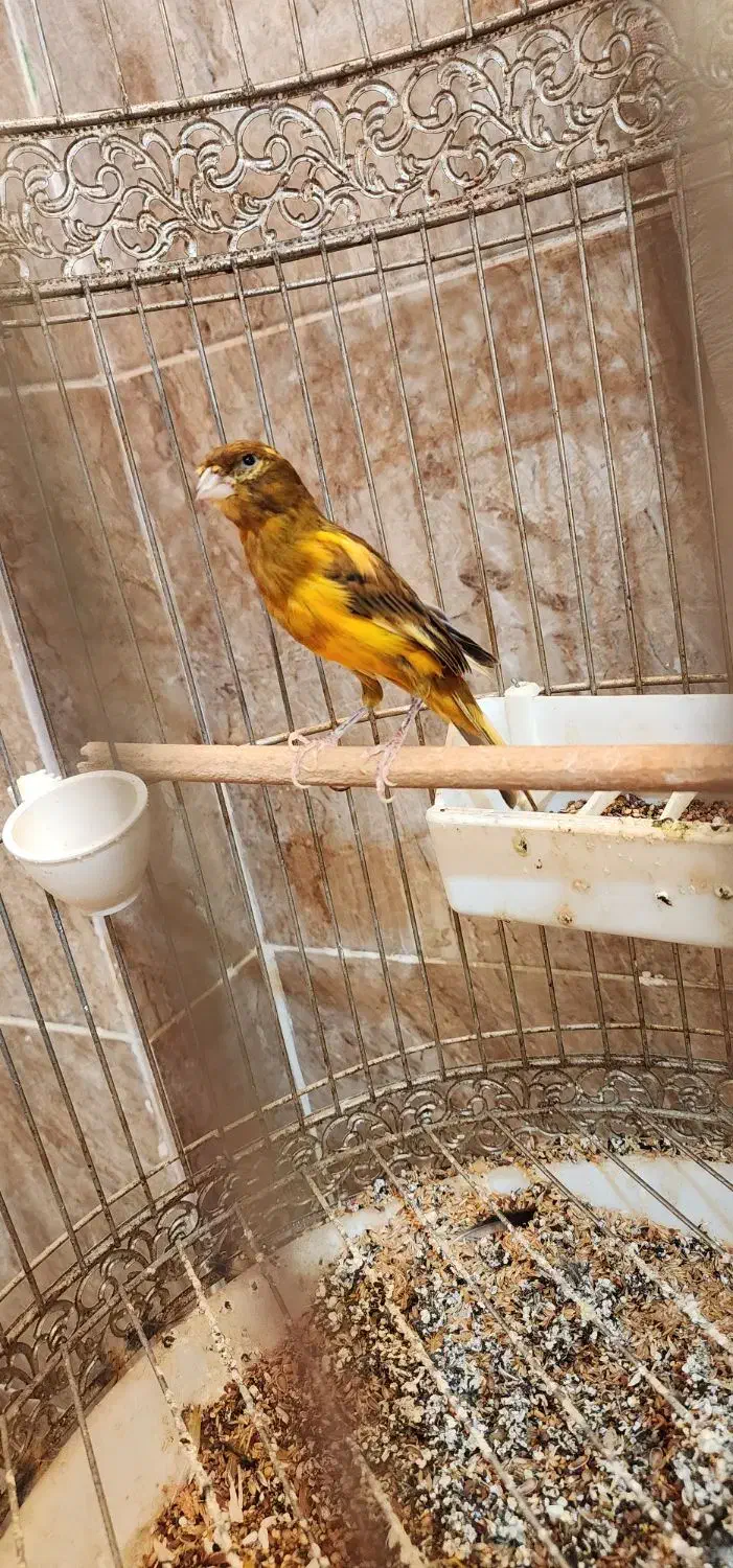 قناری عالی بخون|پرنده|ایرانشهر, |دیوار