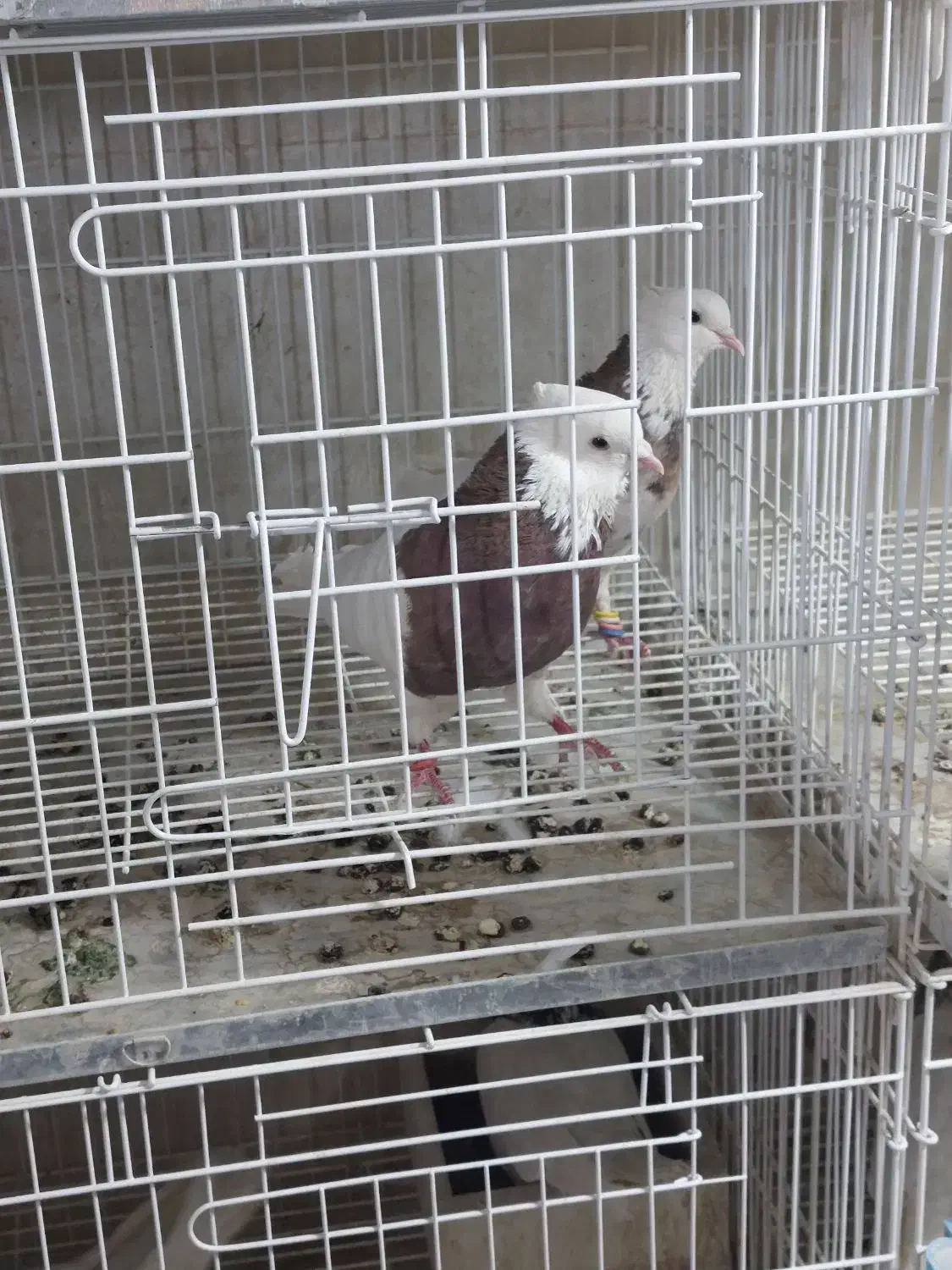 کبوتر،کفتر،طوقی،هفترنگ|پرنده|شاهین‌شهر, اقبال لاهوری|دیوار