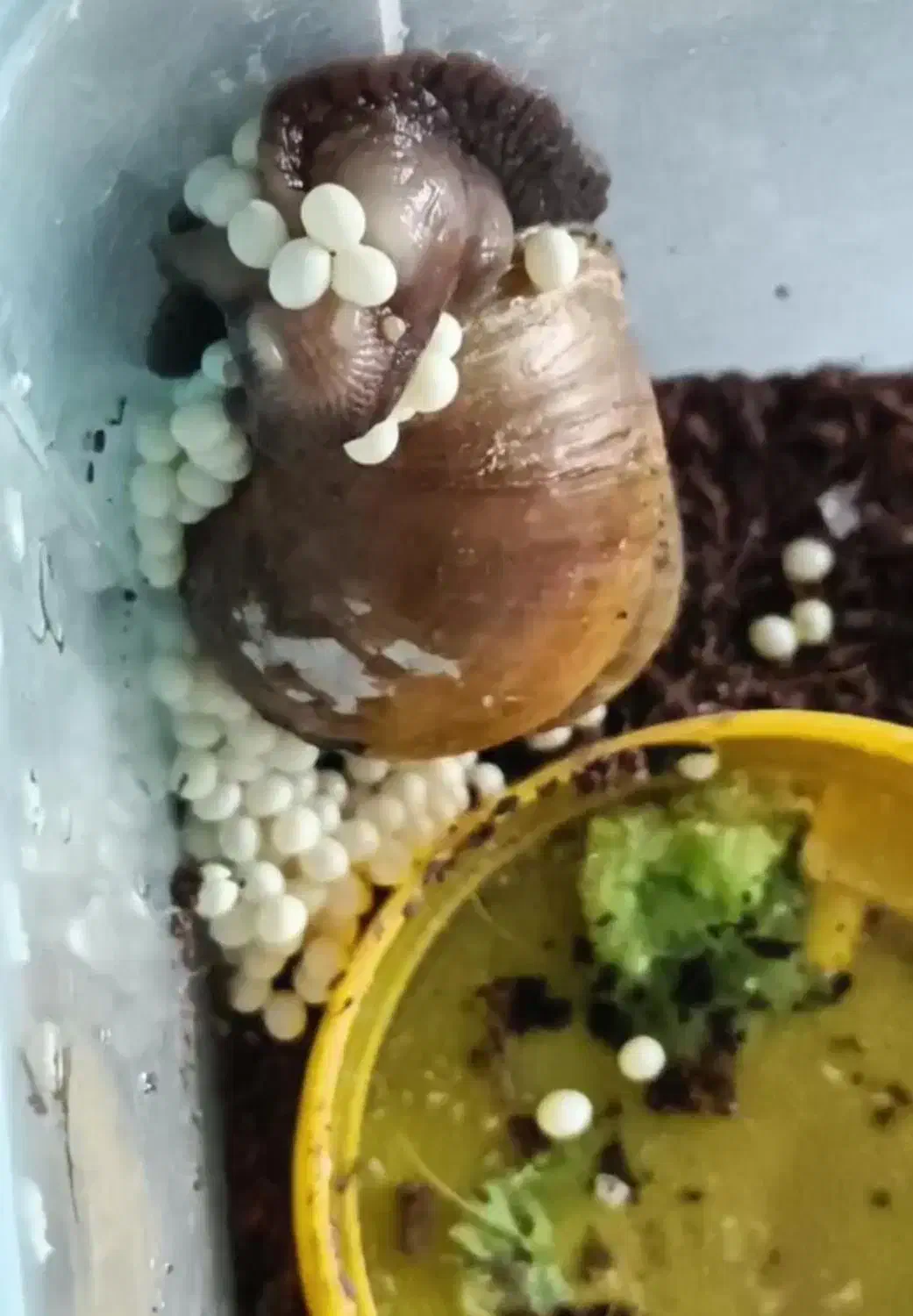 حلزون آلبینو بالغ|خزنده|تهران, سبلان (لشگر)|دیوار