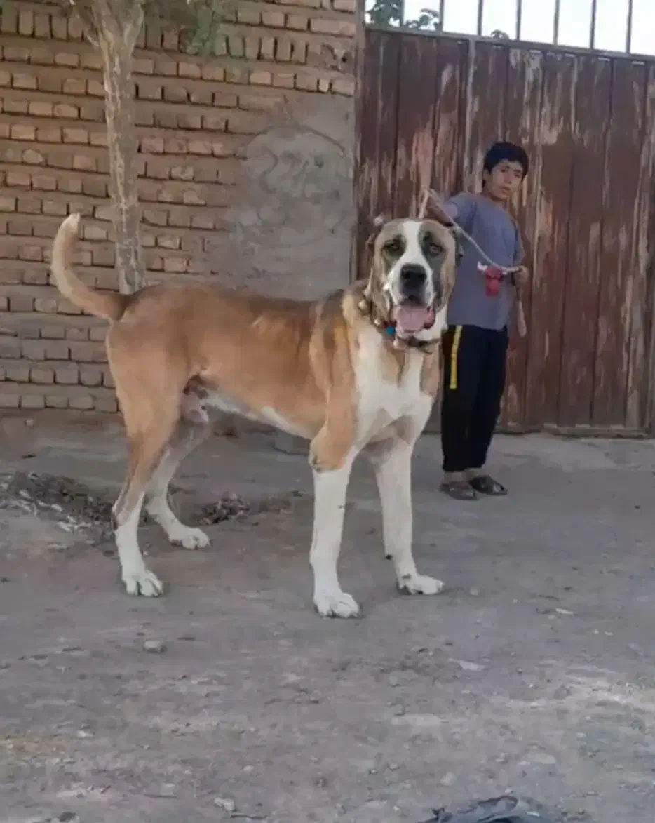 سگ خراسانی نر نسل پلنگ پورحاتم|سگ|ماهدشت, |دیوار