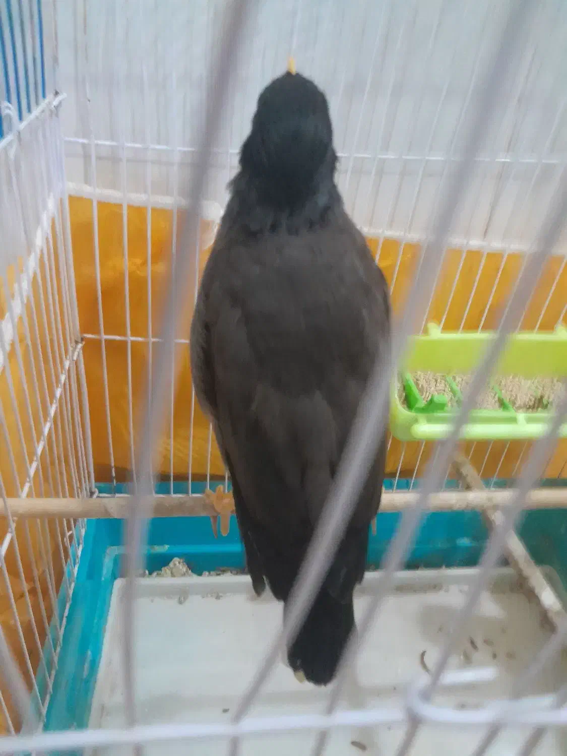 مرغ مینا|پرنده|تربت‌حیدریه, پائین ولایت|دیوار