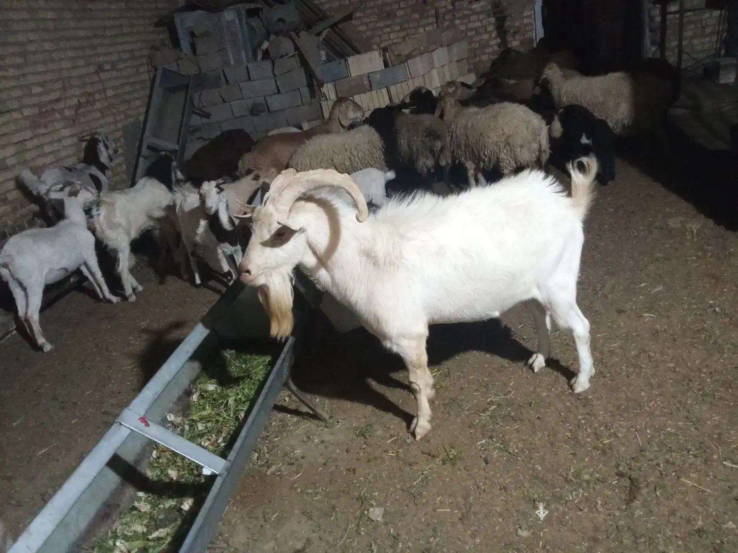 چپش اصل سانان|حیوانات مزرعه|اردکان, |دیوار