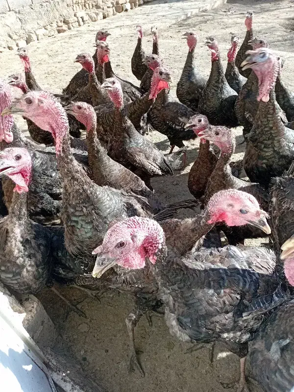 ۵۰عدد بوقلمون|حیوانات مزرعه|چناران, |دیوار