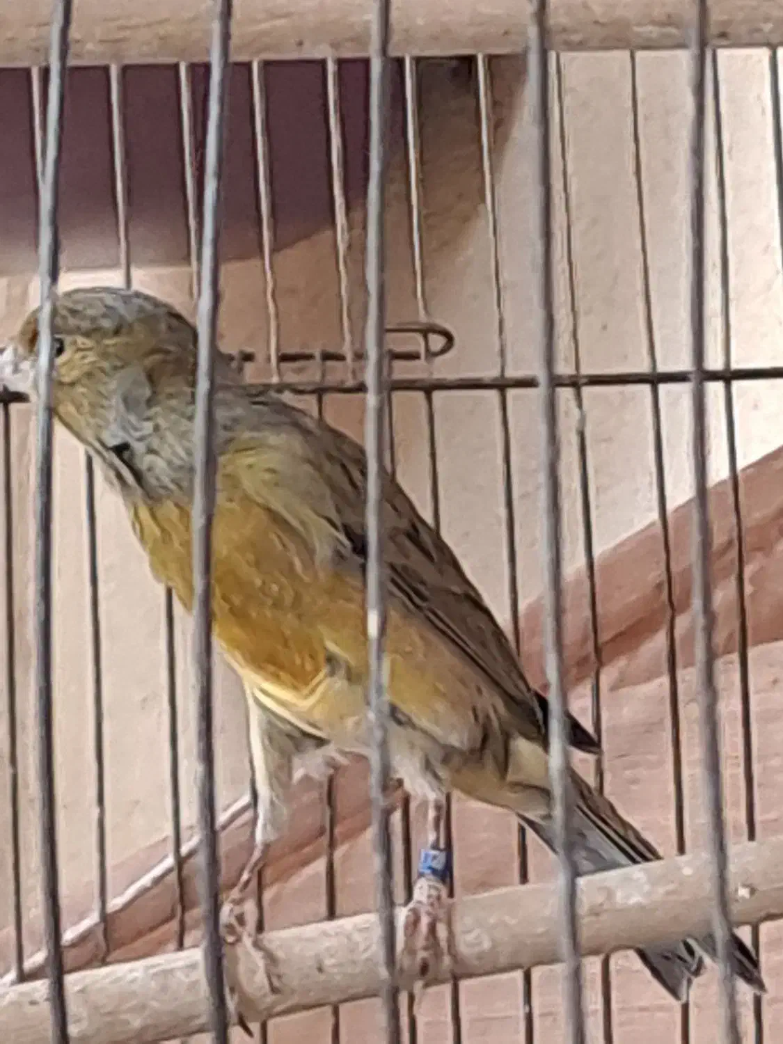 قناری سبز سوخته|پرنده|ماهان, |دیوار