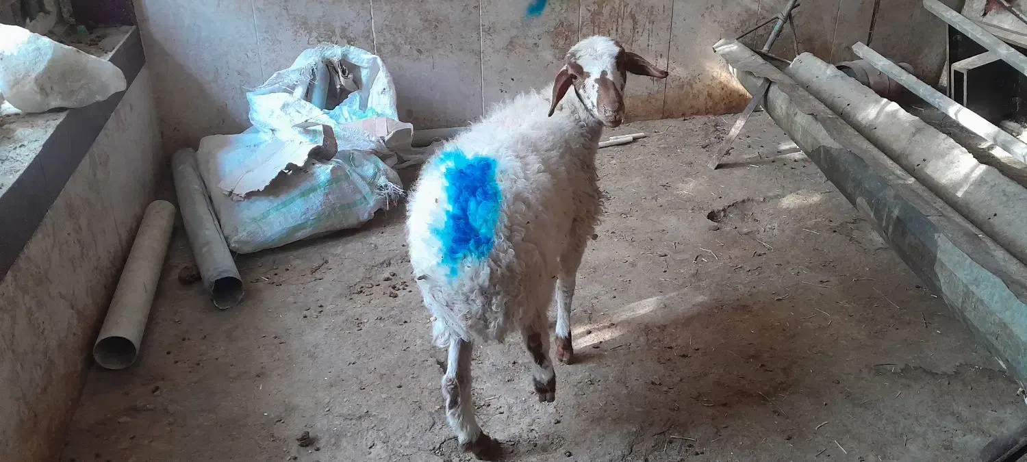 بره ماده نگهداشت یا کشتار|حیوانات مزرعه|مشهد, شهید قربانی|دیوار