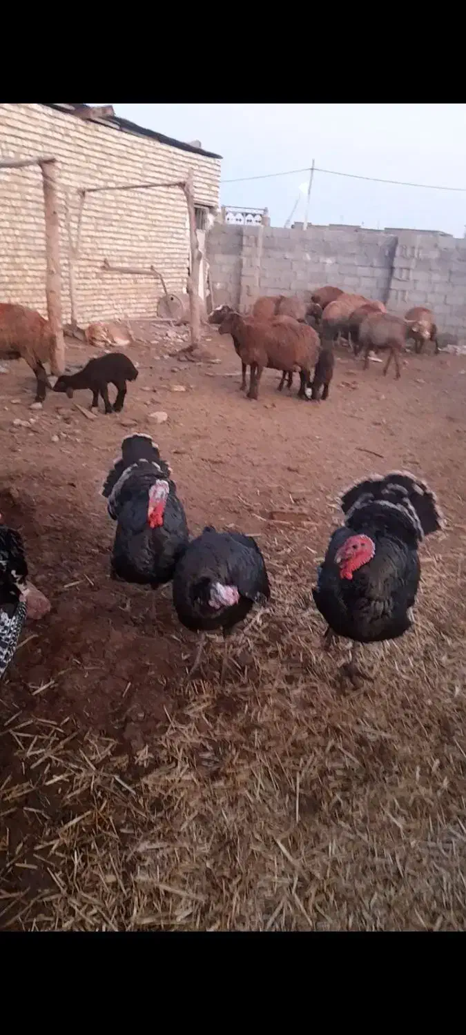 بوقلمون|حیوانات مزرعه|تربت جام, میان جام|دیوار