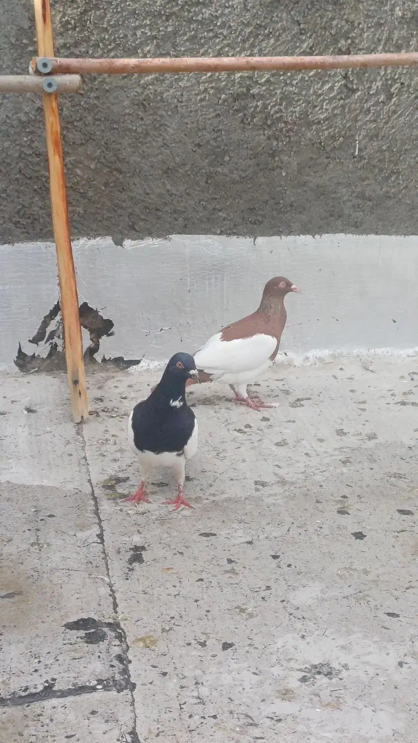 کبوتر|پرنده|قنوات, |دیوار