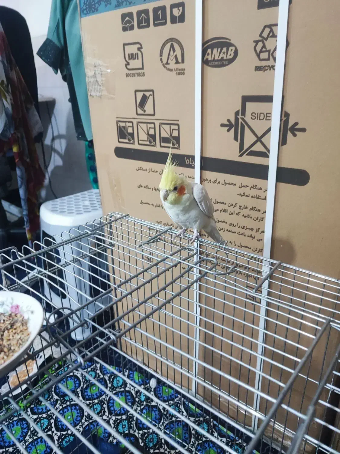 عروس هلندی آلبینو عروس هلندی لوتینو|پرنده|حمیدیا, |دیوار