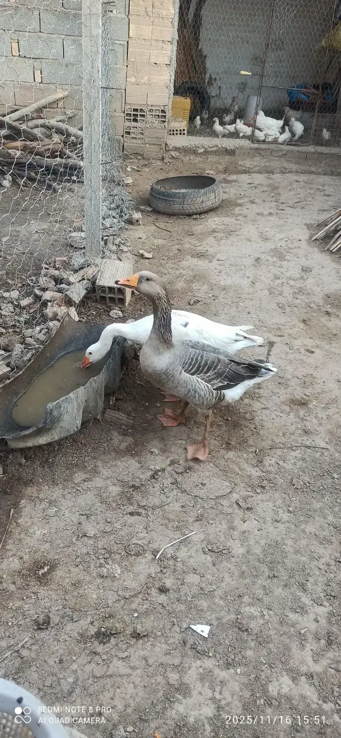 دوتا غاز محلی سالم|حیوانات مزرعه|کلاله, |دیوار