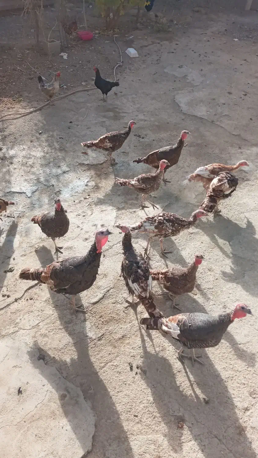 بوقلمون محلی|حیوانات مزرعه|دینور, |دیوار