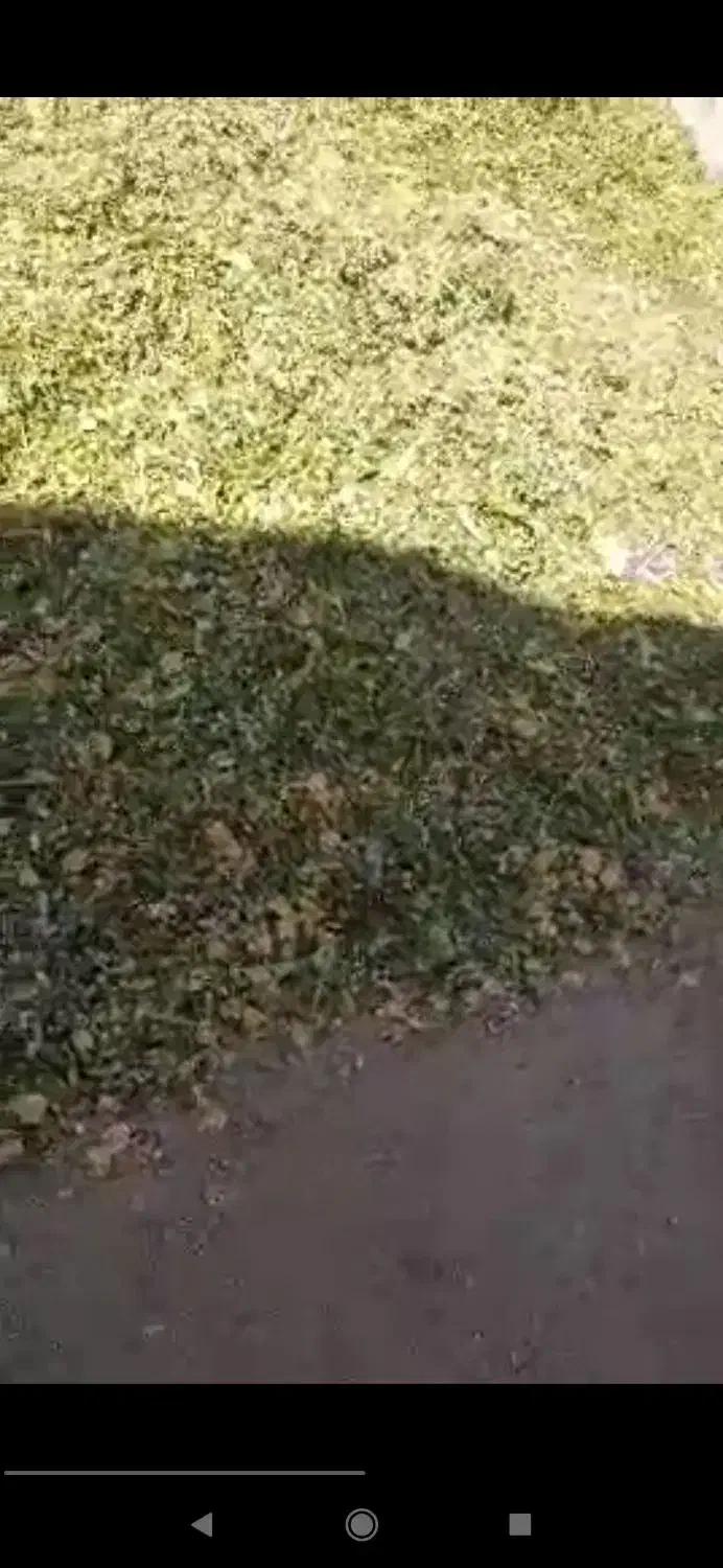 ذرت علوفه پر دان 7000|عمده‌فروشی|لالجین, |دیوار