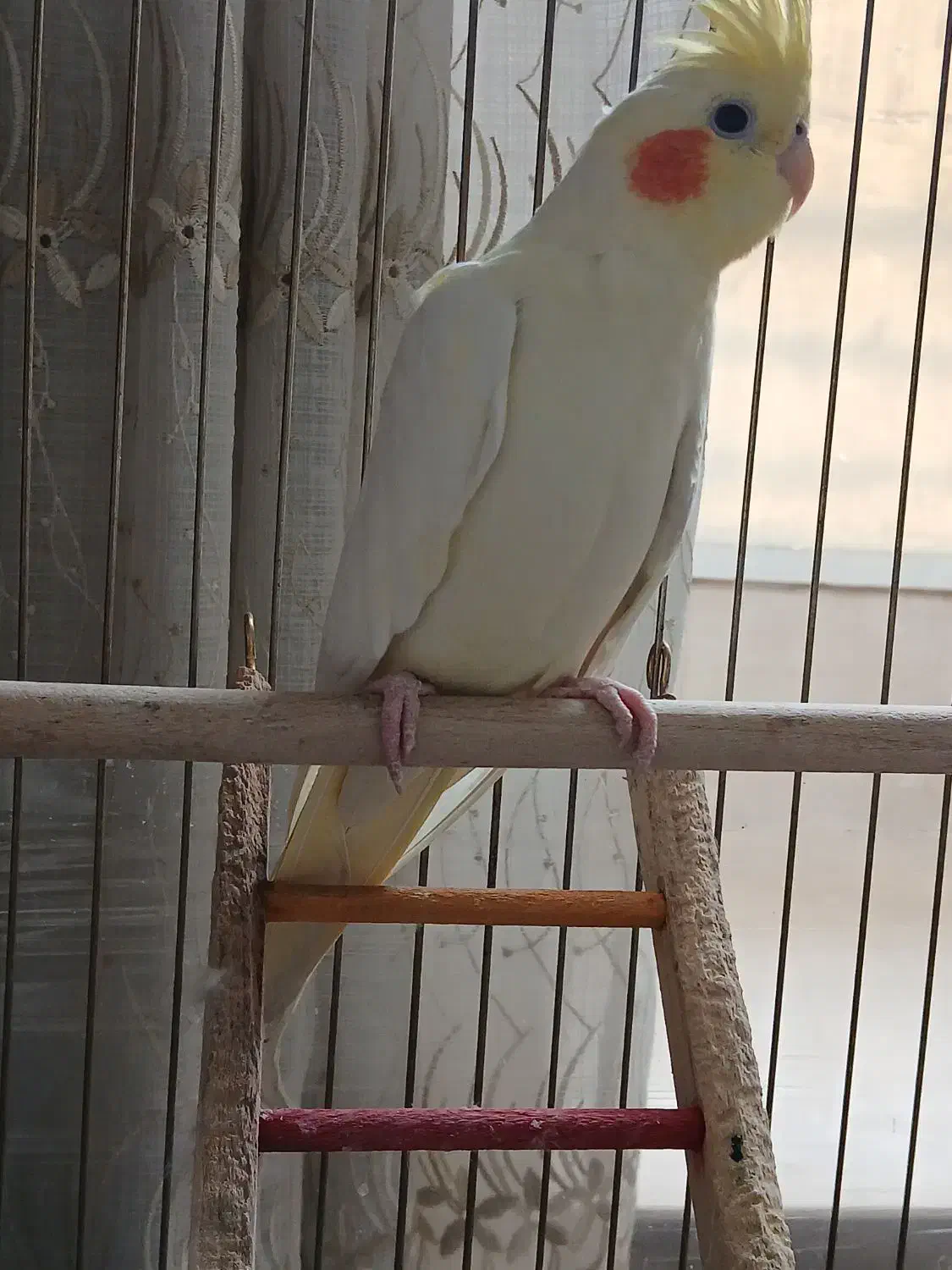 عروس هلندی ماده|پرنده|اصفهان, شهرک کاوه|دیوار