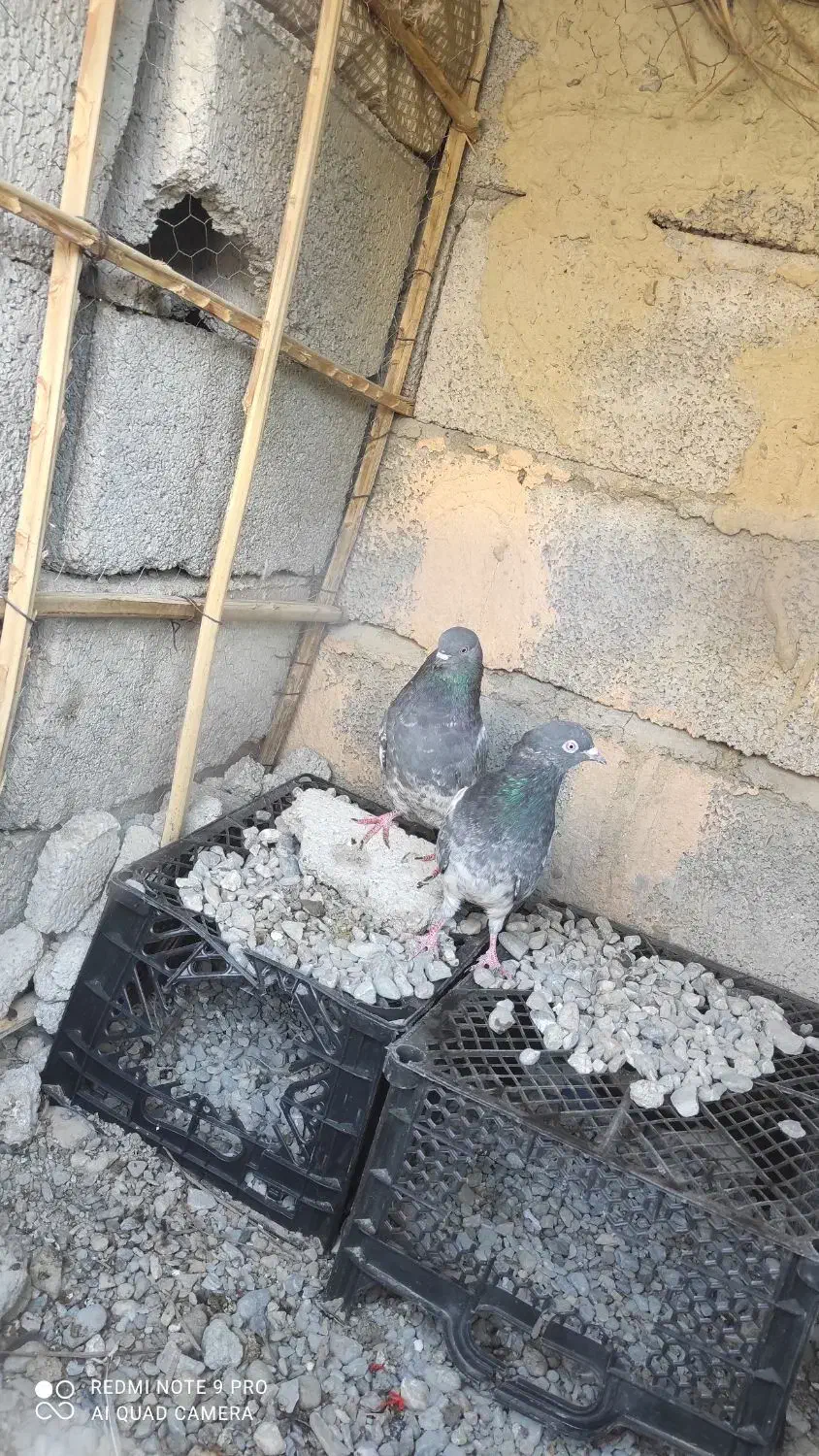 سلام نرماده|پرنده|ایرانشهر, |دیوار