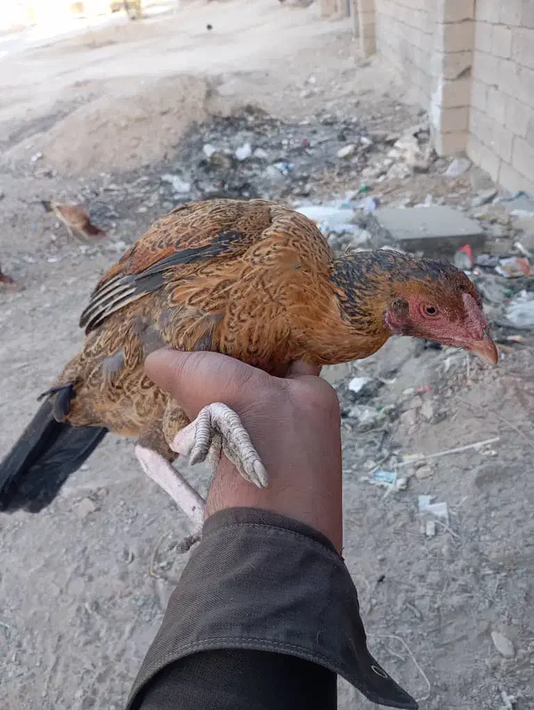 مرغ لاری|حیوانات مزرعه|سراوان, |دیوار