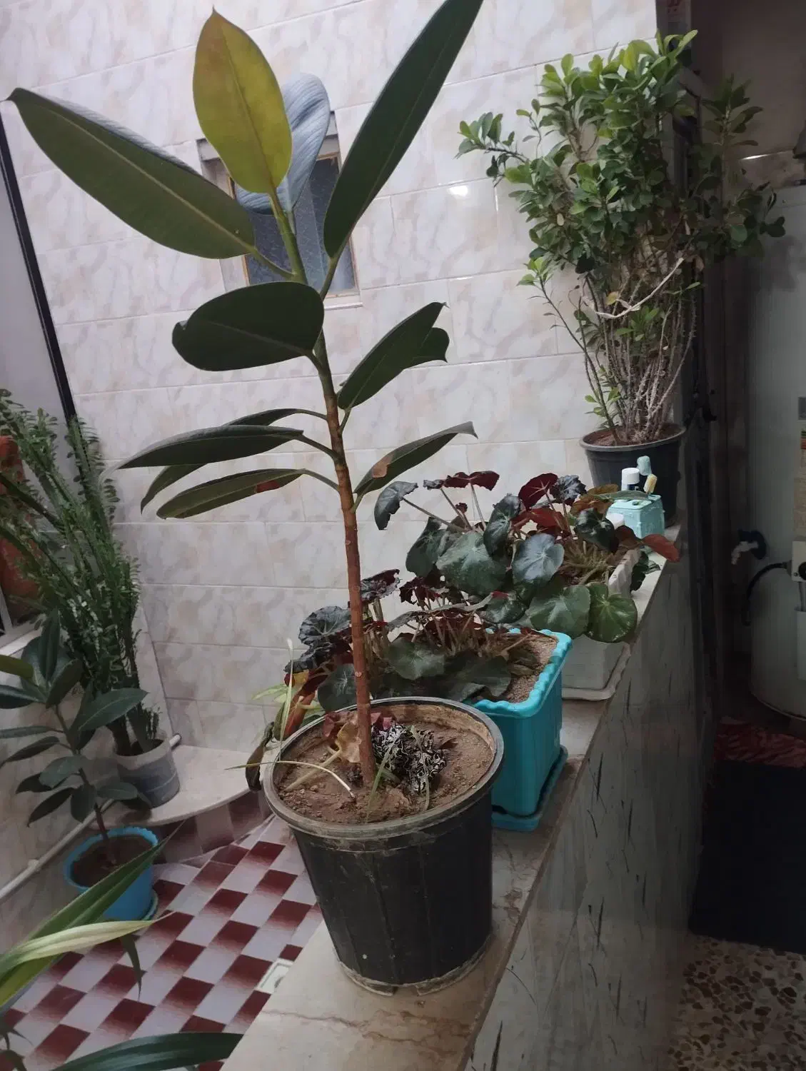 فروش گل|گل و گیاه طبیعی|بیستون, |دیوار